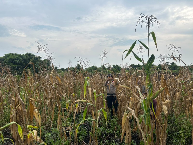 Polsek Sungai Batang Gelar Panen Jagung Kuartal II, Dukung Program Asta Cita Presiden RI Demi Swasembada Pangan
