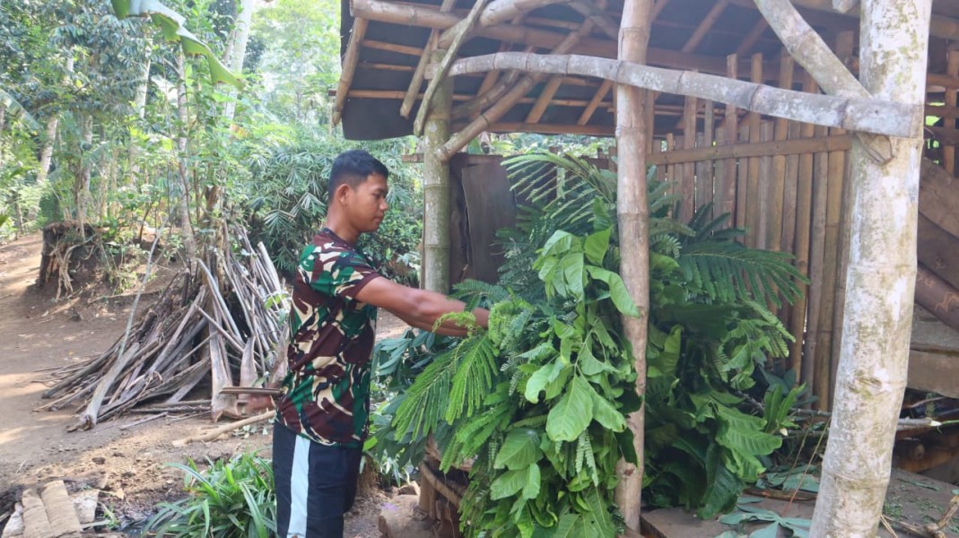 Menjelang Penutupan TMMD, Prada Wakid Sempatkan Bantu Warga Beri Makan Ternak
