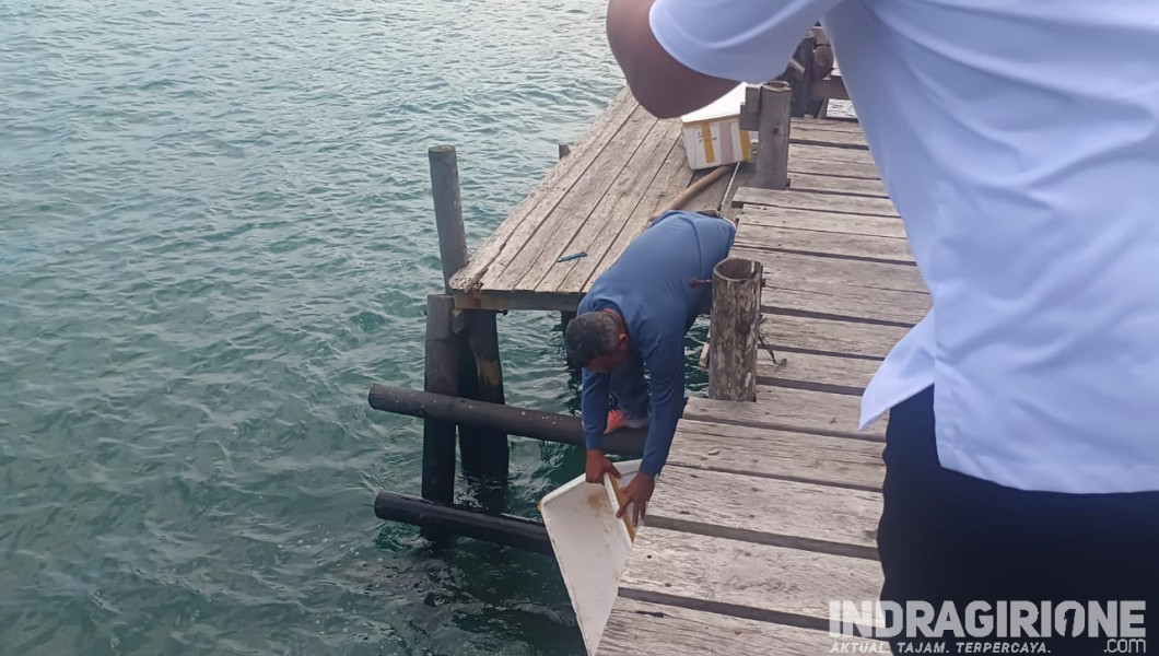 Benih Lobster Hasil Penindakan Polres Inhil, Dilepasliarkan di Pesisir Sumbar