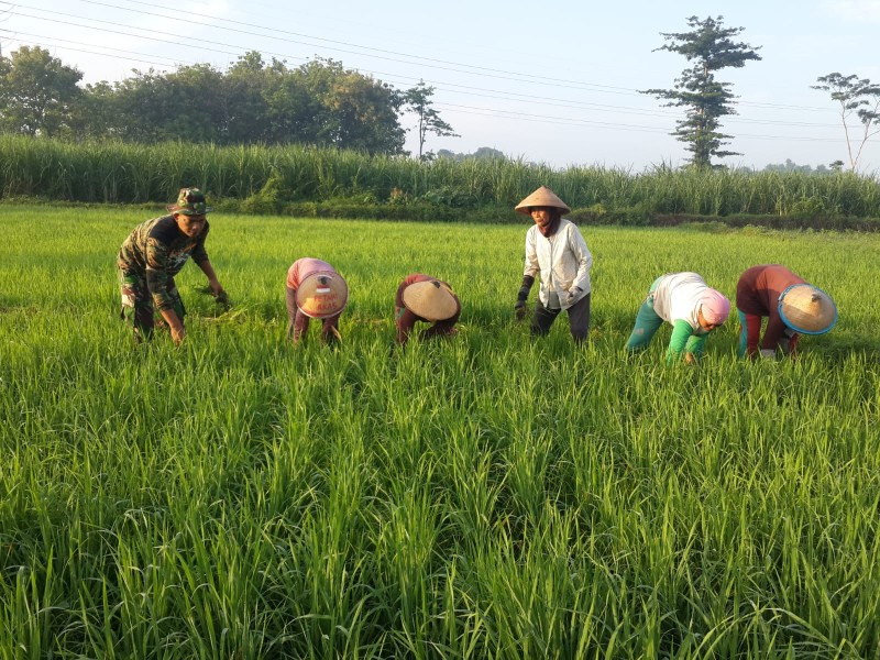Serka Abdur Rokhim Bersinergi dengan Petani Optimalkan Ketahanan Pangan