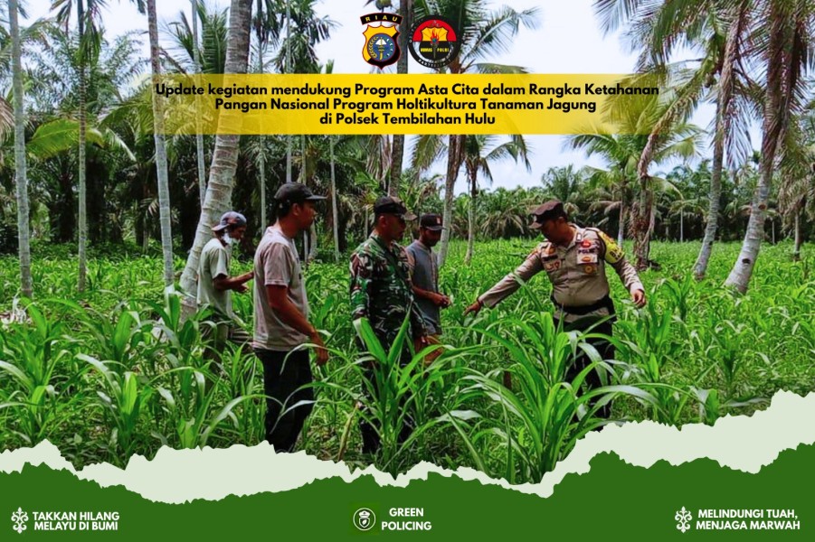 Anggota Polsek Tembilahan Hulu Rawat Tanaman Jagung Mapolsek