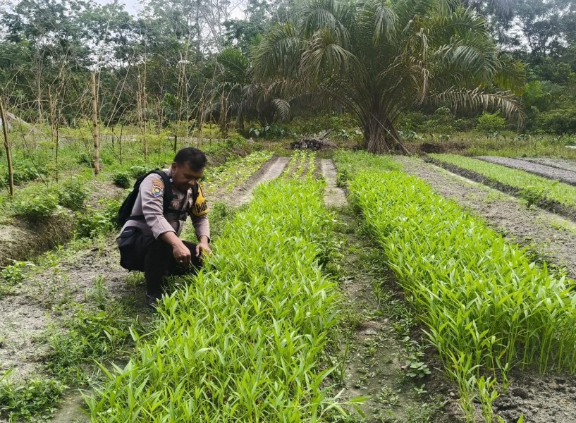 Lebih dari Mengamankan, Polres Inhu Gencar Dorong Ketahanan Pangan Lewat Lahan Pekarangan