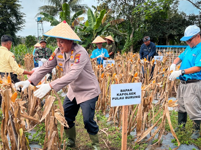 Sambu Group Dukung Program Ketahanan Pangan Dengan Menanam Jagung