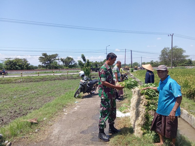 Sertu Choiri Syaifudin Lakukan Komsos dengan Petani Kangkung