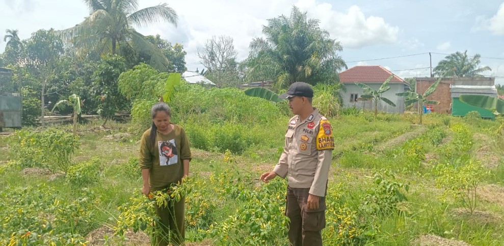 Bhabinkamtibmas Desa Sencalang Sambangi Kebun Cabai Warga