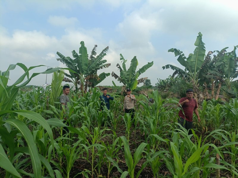 Kanit Binmas Polsek Sungai Batang Cek Perkembangan Tanaman Jagung di Kelurahan Benteng