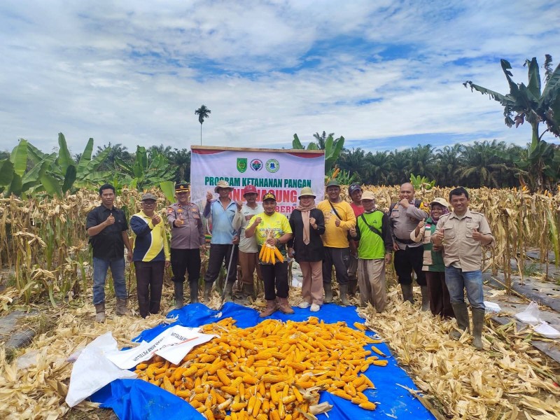 Pemdes Keritang Panen Jagung Ketahanan Pangan
