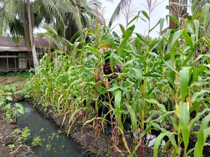 Polsek Kawasan Pelabuhan Tembilahan Perkuat Ketahanan Pangan Lewat Pendampingan Budidaya Jagung