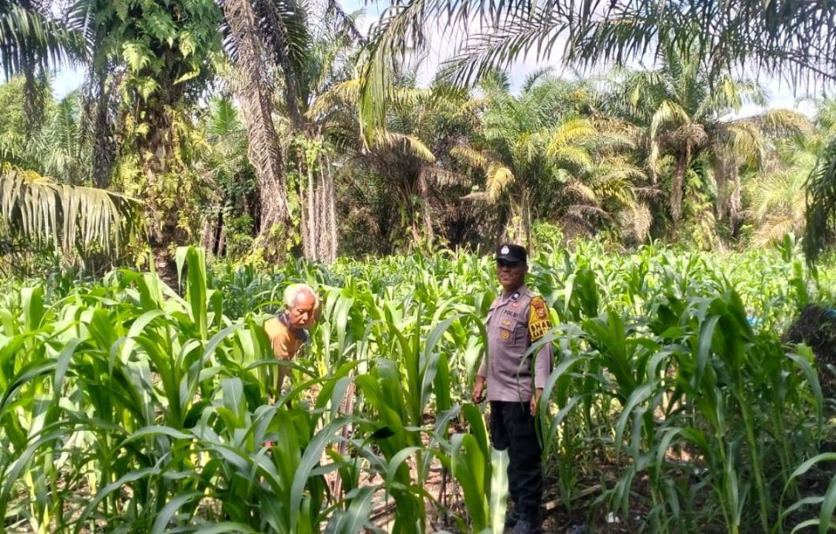 Lahan Percontohan Polsek Kuala Cenaku Jadi Lumbung Pangan Desa Sukajadi