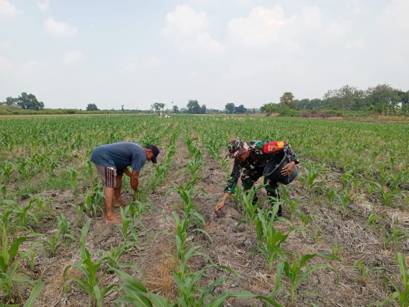 Sertu Gandung Turun Tangan Dampingi Petani Tanam Jagung