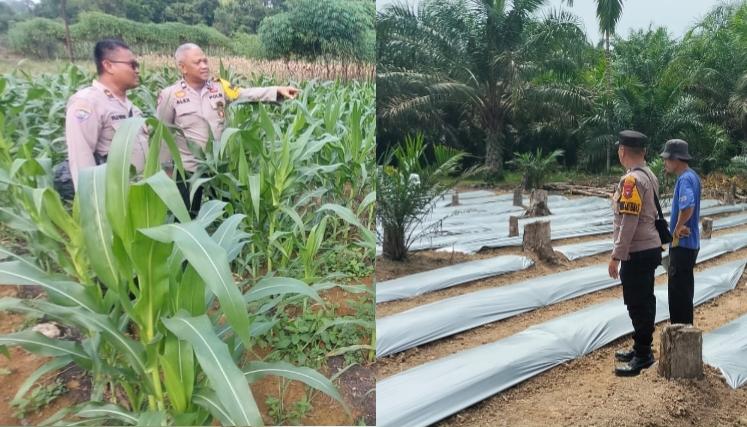 Polres Inhu Monitor Lahan Jagung dan Pekarangan Cabe Dukung Ketahanan Pangan