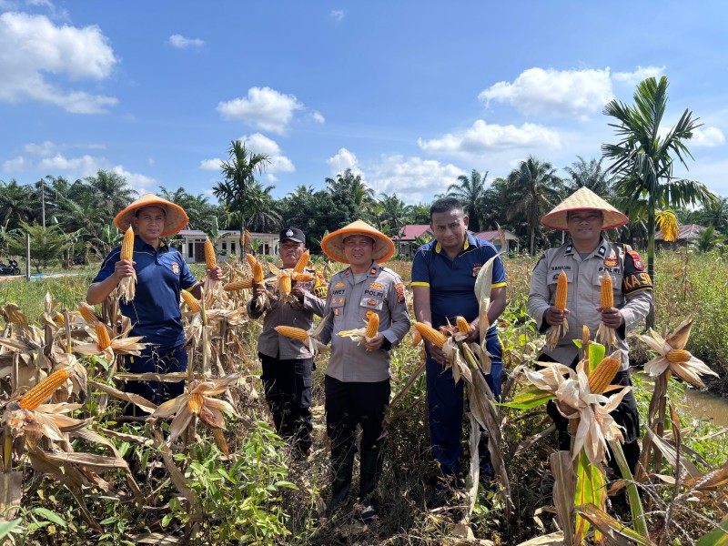 Polsek Kuala Cenaku Panen Raya Jagung Kuartal II 2026 di Desa Kuala Mulia