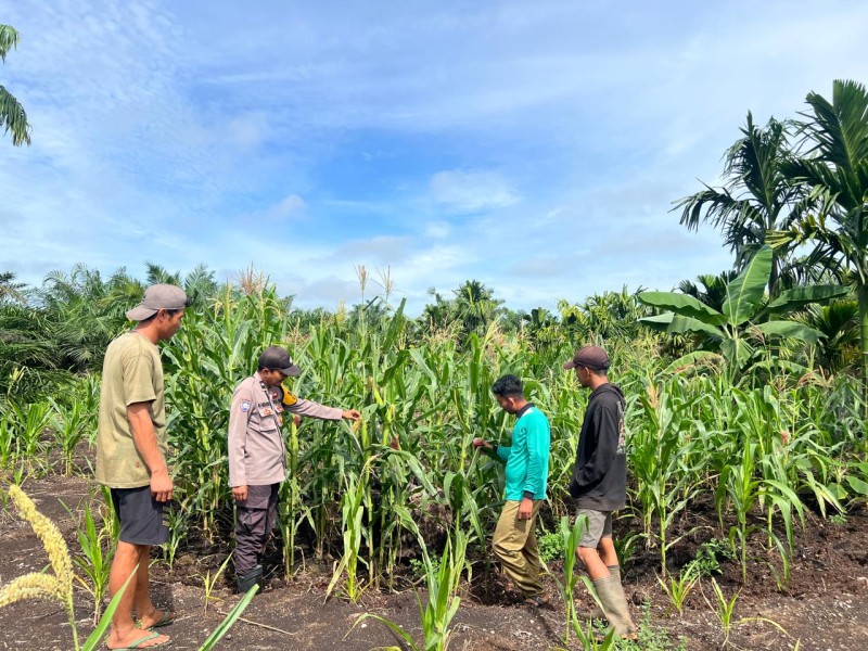 Dari Gaung Anak Serka untuk Indonesia: Jagung Belum Panen, Tapi Komitmen Sudah Terlihat