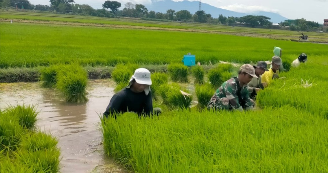 Serka Sumo Dukung Ketahanan Pangan