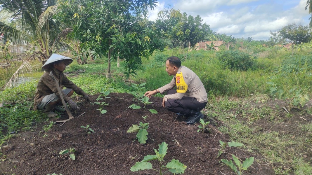 Bhabinkamtibmas Harapan Jaya Polsek Tempuling Semangati Petani Terong Demi Ketahanan Pangan Nasional