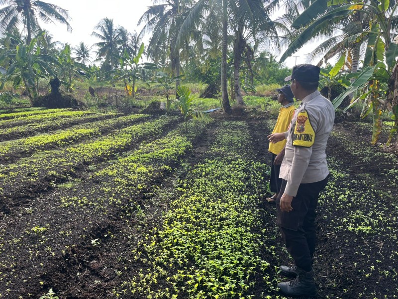 Dukung Ketahanan Pangan, Bhabinkamtibmas Turun ke Kebun Sayur Warga di Tagaraja