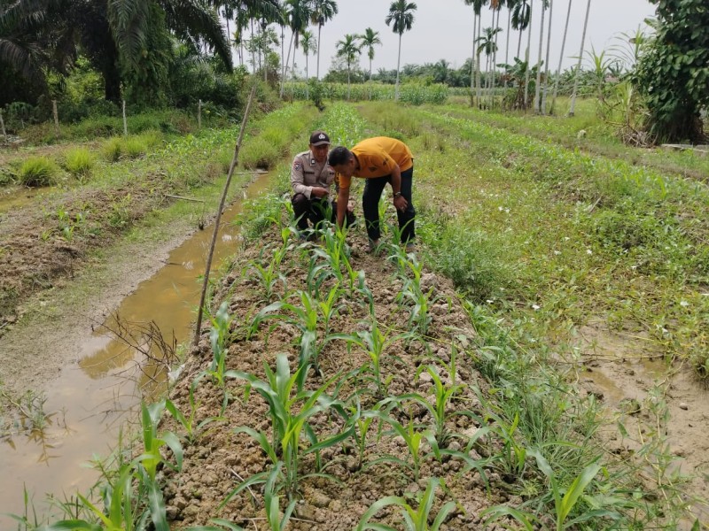 Polisi Cinta Petani, Polsek Kuala Cenaku Turun ke Lahan Jagung di Tanjung Sari