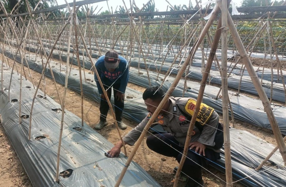 Dukung Ketahanan Pangan, Bhabinkamtibmas Kuala Cenaku Ajak Warga Tanam Timun dan Jagung Pipil