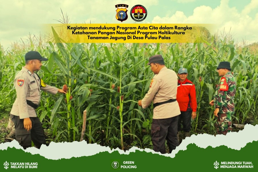 Polsek Tembilahan Hulu: Jagung di Desa Pulau Palas Sekitar 1 Bulan Lagi Panen