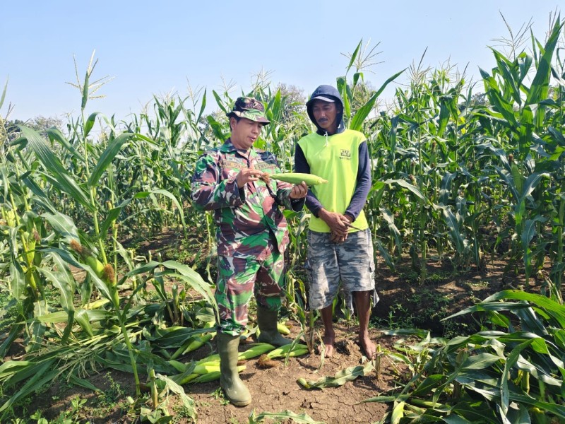 Sertu Saleh Dampingi Petani Gondek