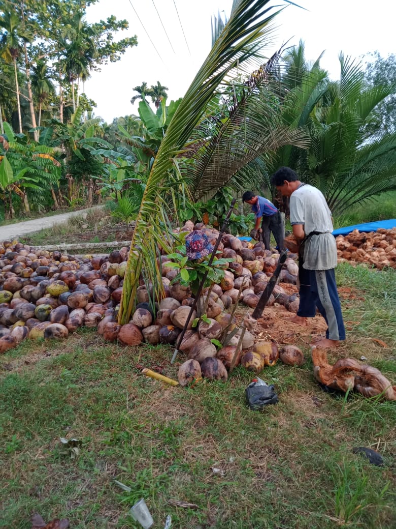 Jika Tidak Ada Tindakan Penstabilan Harga, Petani Kelapa se-Inhil Ancam Gelar Aksi