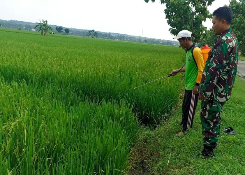 Sertu Rizal Bantu Petani Semprot Hama Tanaman