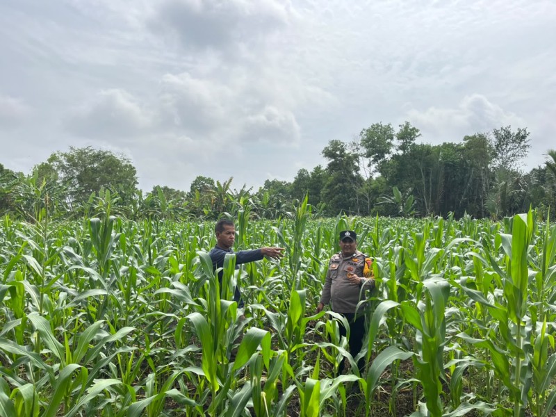 Bhabinkamtibmas Desa Air Tawar Kawal Perkembangan Jagung 1,5 Hektare, Dukung Swasembada Pangan Nasional
