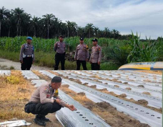 Polres Inhu Pantau Jagung 4 Hektare di Pontian Mekar dan P2B di Sungai Baung
