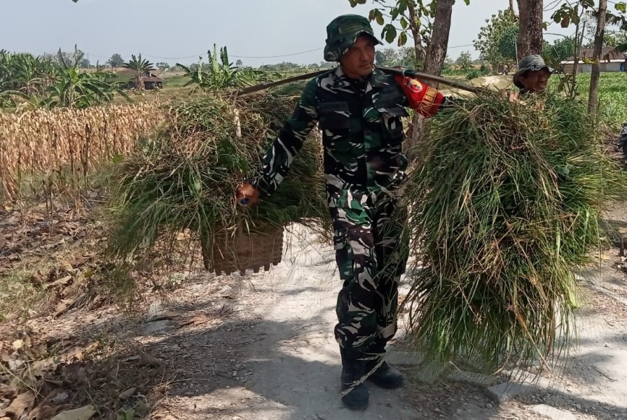 TMMD 129 Bojonegoro: Aksi Nyata Anggota Satgas, Pikulan Rumput Diangkat