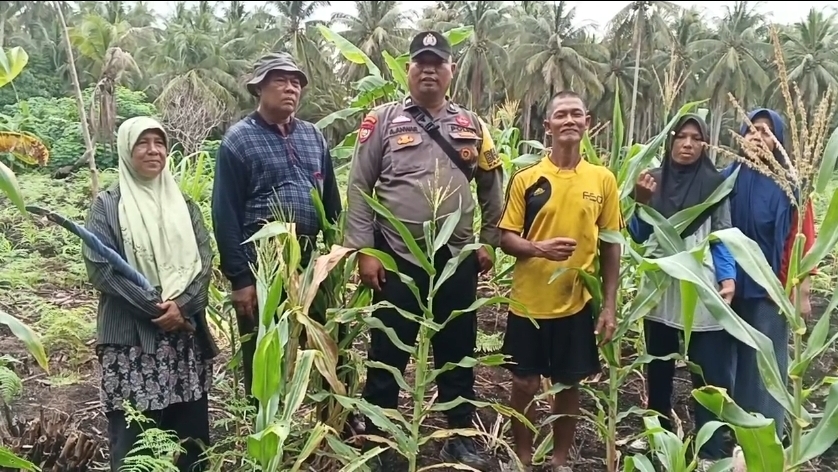 Bhabinkamtibmas Desa Tanjung Raja Pantau Jagung 8 Minggu, Wujud Nyata Dukungan Ketahanan Pangan Nasional