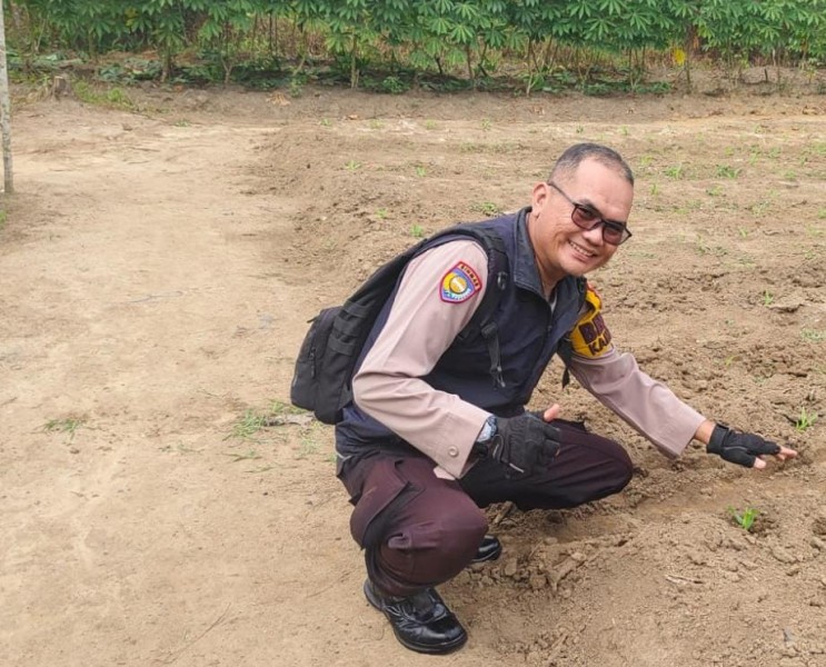 Dukung Ketahanan Pangan, Polsek Lirik Tinjau Pertumbuhan Jagung Pipil di Desa Pasir Ringgit