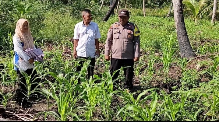 Polsek Sungai Batang Pantau Progres Jagung di Parit Bunga, Lahan Hadapi Curah Hujan Tinggi