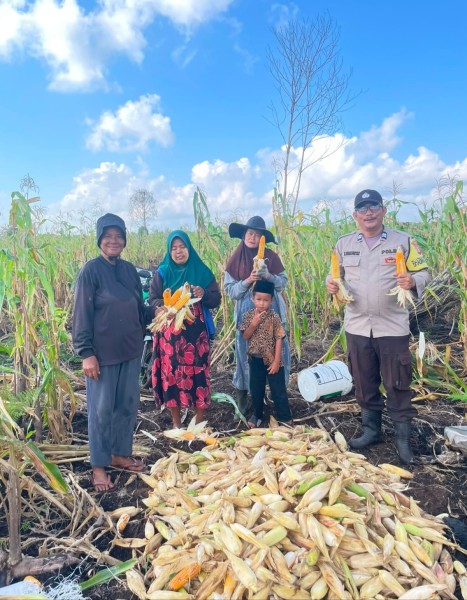 Panen Jagung 2 Ton di Desa Igal, Polsek Mandah Dukung Program Asta Cita Presiden RI