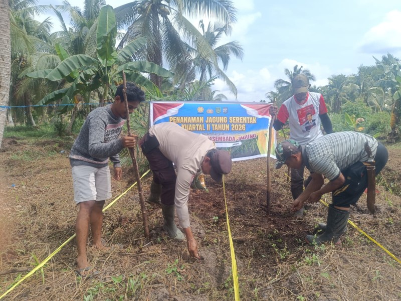Bhabinkamtibmas Desa Karya Tunas Jaya Hadiri Penanaman Jagung Tumpang Sari Dukung Swasembada Pangan