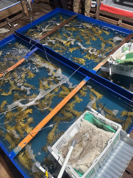 Udang Nenek, Potensi Emas Pesisir Inhil Dukung Visi Ekonomi Daerah