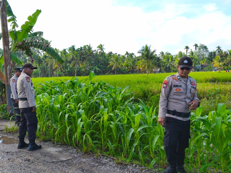 Jagung Milik Polsek Sungai Batang Tumbuh Subur, Dukung Ketahanan Pangan