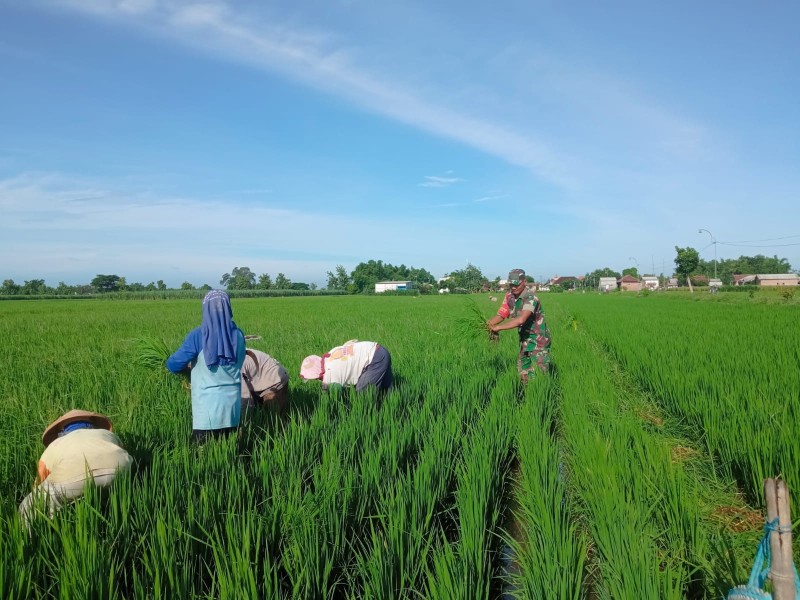 Serka Sali Terjun ke Sawah