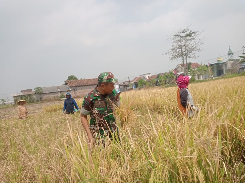 Sertu Narso Bersinergi dengan Petani Jelakombo