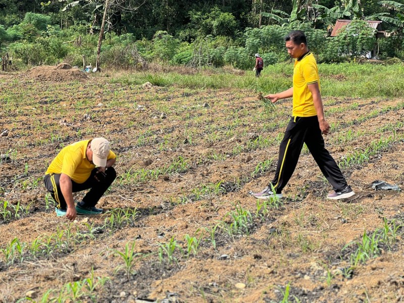Kolaborasi Polri, BUMN, dan Poktan, Polres Inhu Dorong Ketahanan Pangan Lewat Jagung Pipil