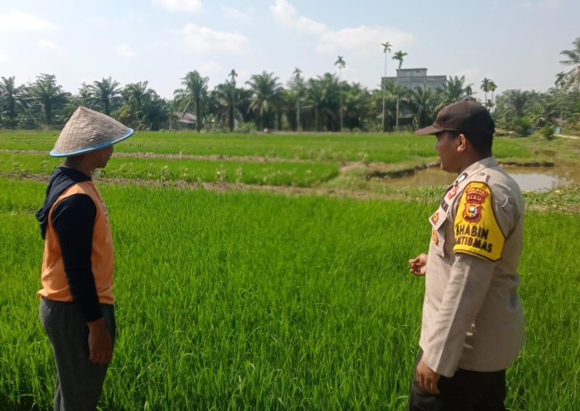 Wujud Polisi Cinta Petani, Bhabinkamtibmas Polsek Kuala Cenaku Sambangi Petani Padi di Teluk Sungkai