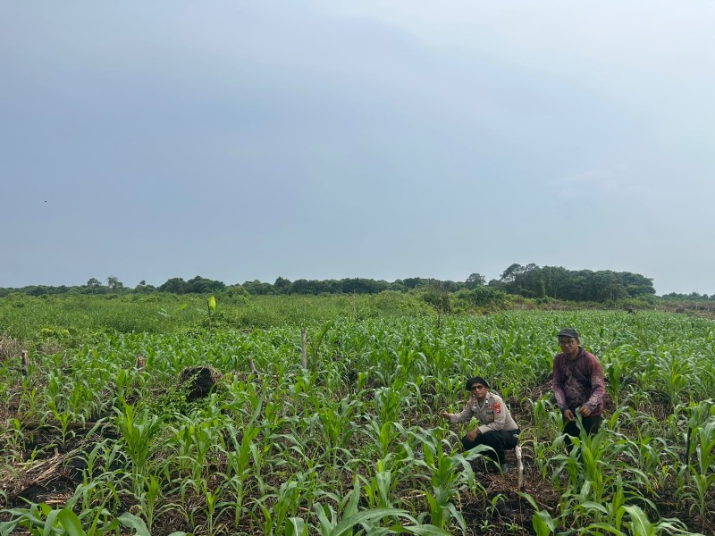 Dukung Ketahanan Pangan, Polsek Sungai Batang Cek Perkembangan Lahan Jagung di Kelurahan Benteng
