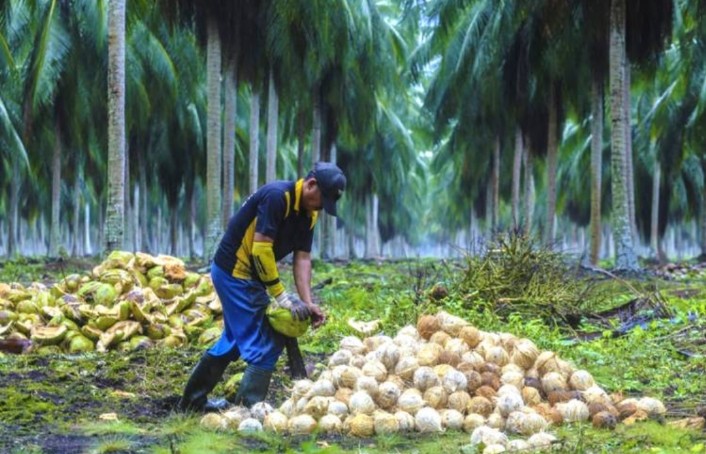 Kelapa sebagai Bentuk Kearifan Lokal dan Wisata Bernilai Ekonomi di Kabupaten Inhil
