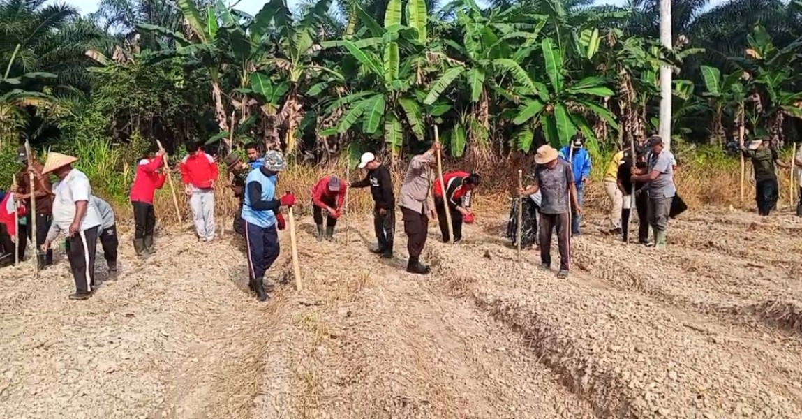 Polsek Tempuling dan BUMDes Teluk Kiambang Tanam Jagung,  Dukung Swasembada Pangan