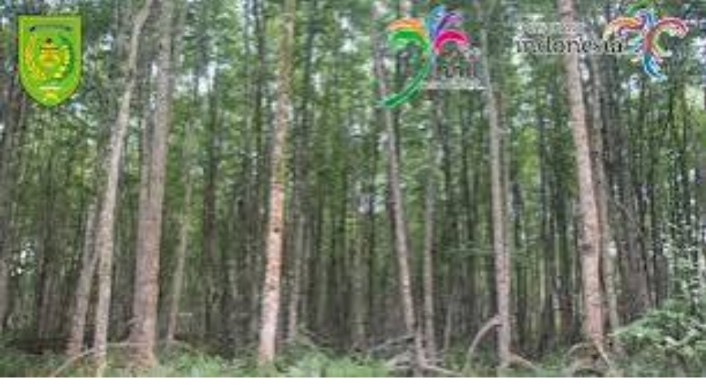 GALERI: Hutan Mangrove Potensi Wisata Inhil