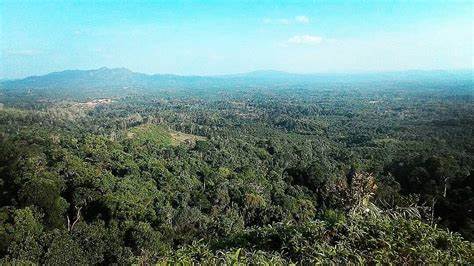 GALERI: Wisata Bukit Berbunga, Keindahan Bukit yang Menyejukan Mata