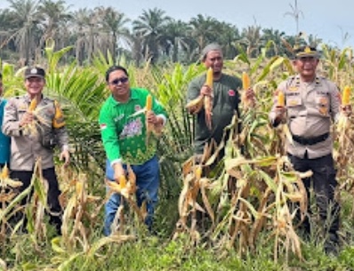 Galeri: Panen Perdana Tanaman Jagung Dalam Program Ketahanan Pangan Di Desa Batu Ampar