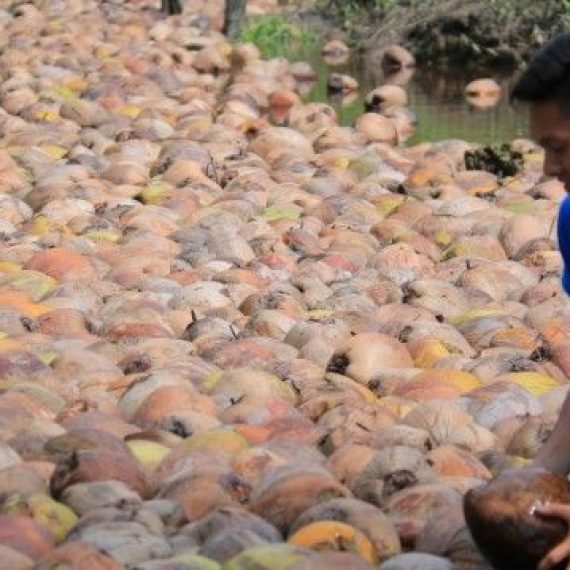 GALERI: Sensasi Kehidupan Petani di Negeri Hamparan Kelapa Dunia