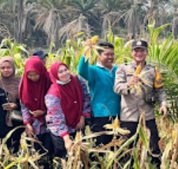 Galeri: Panen Perdana Tanaman Jagung Dalam Program Ketahanan Pangan Di Desa Batu Ampar