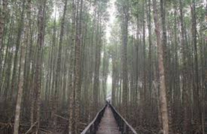 GALERI: Hutan Mangrove Potensi Wisata Inhil