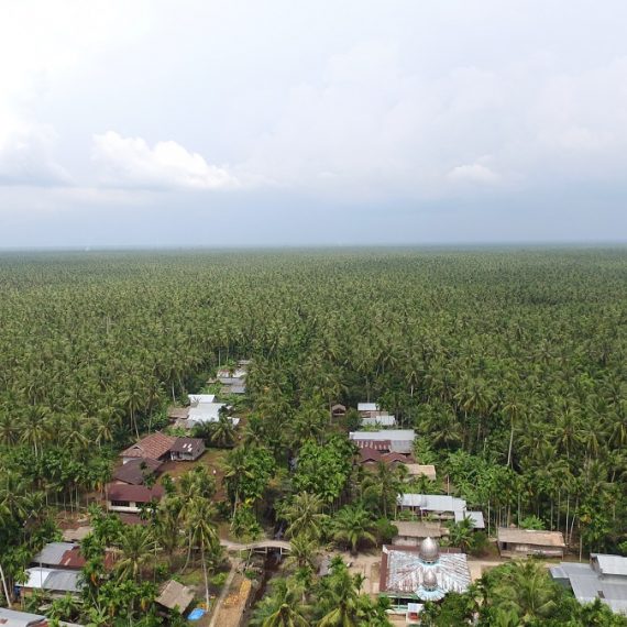 GALERI: Sensasi Kehidupan Petani di Negeri Hamparan Kelapa Dunia